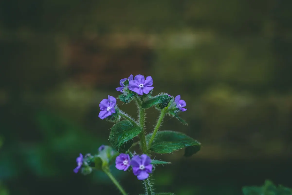 A Beginner's Guide to Photographing Wildflowers with a Macro Lens