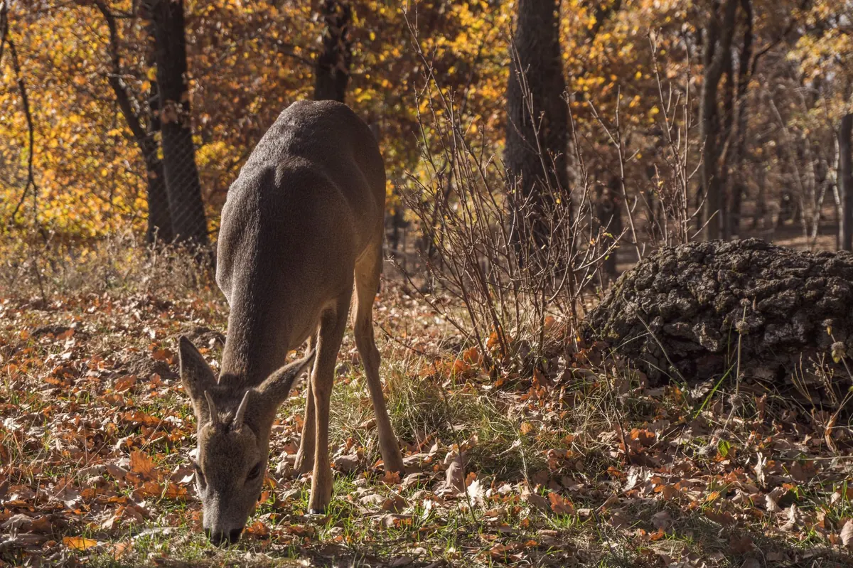 Ethical Wildlife Photography: A Checklist for Respecting Animals and Habitats