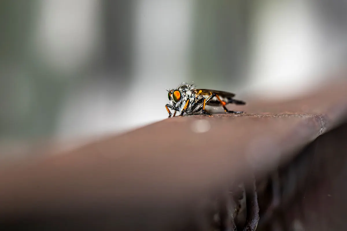 Focus Stacking for Insects: A Step-by-Step Field Workflow